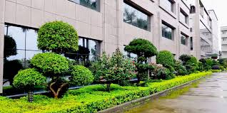 BB贝博艾弗森官网 和平绿化苗木批发市场在哪